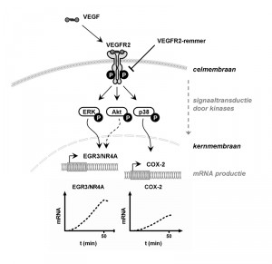 Fig4_VEGF sgntd_Reduced res